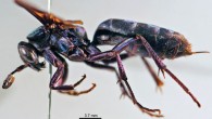 Abernessia giga, female. Image credit: Cecilia Waichert / James Pitts.