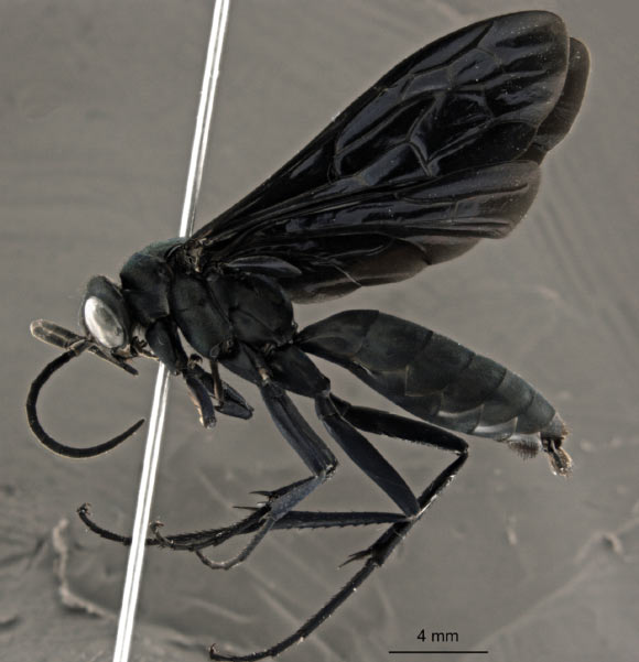 Abernessia capixaba, male. Image credit: Cecilia Waichert / James Pitts.