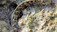 A Pacific leaping blenny at Taga’chang, Guam. Image credit: © Georgina Cooke, via Australian Museum.