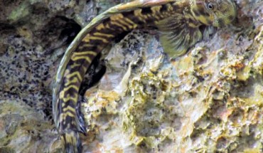 A Pacific leaping blenny at Taga’chang, Guam. Image credit: © Georgina Cooke, via Australian Museum.