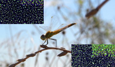 The Wandering Percher dragonfly (Diplacodes bipunctata). Insets show 3D reconstruction of the upper surface of black silicon, upper left, and the surface of the dragonfly forewings.