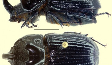 Oryctophileurus guerrai, male. Scale bar - 5 mm. Image credit: Perger R. / Grossi PC.