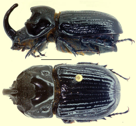 Oryctophileurus guerrai, male. Scale bar - 5 mm. Image credit: Perger R. / Grossi PC.