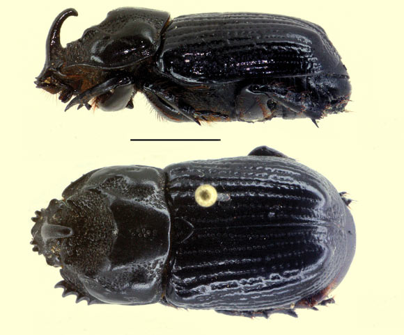 Oryctophileurus guerrai, female. Scale bar - 5 mm. Image credit: Perger R. / Grossi PC.