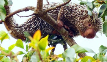 The Baturite porcupine, Coendou baturitensis. Image credit: Hugo Fernandes-Ferreira.