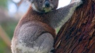 A koala in the Great Otway National Park, Victoria, Australia. Image credit: David Iliff / CC-BY-SA 3.0.