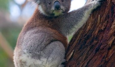 A koala in the Great Otway National Park, Victoria, Australia. Image credit: David Iliff / CC-BY-SA 3.0.