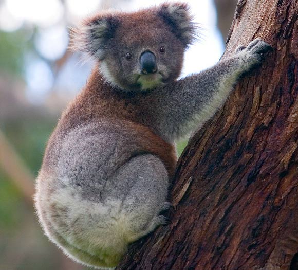 A koala in the Great Otway National Park, Victoria, Australia. Image credit: David Iliff / CC-BY-SA 3.0.