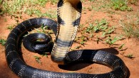 King cobra, Ophiophagus hannah. Image credit: Anand Titus / Geeta Pereira / Michael Allen Smith / CC BY-SA 2.0.