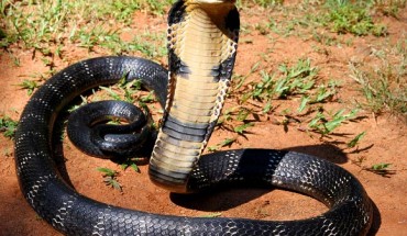 King cobra, Ophiophagus hannah. Image credit: Anand Titus / Geeta Pereira / Michael Allen Smith / CC BY-SA 2.0.