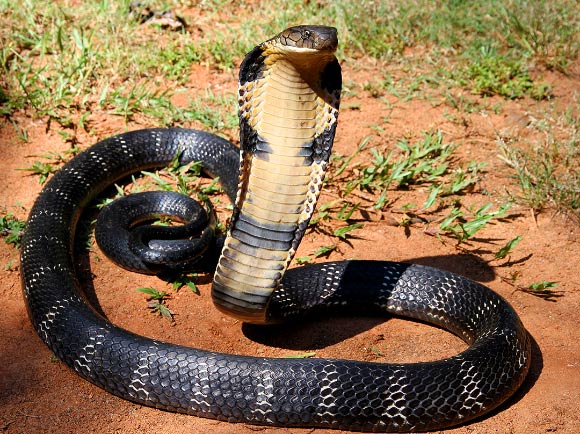 King cobra, Ophiophagus hannah. Image credit: Anand Titus / Geeta Pereira / Michael Allen Smith / CC BY-SA 2.0.