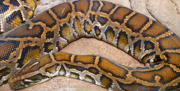 Burmese python, Python molurus bivittatus. Image credit: Tim Vickers.