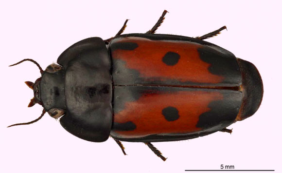 The Spectacular Guyane False-form beetle, Guyanemorpha spectabilis. Image credit:  Karolyn Darrow, Smithsonian Institution.