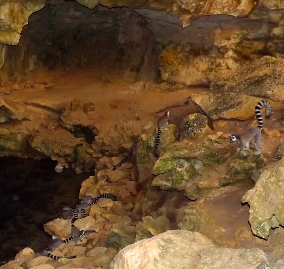 Ring-tailed lemurs, Lemur catta, in Tsimanampesotse National Park, Madagascar. Image credit: Violaine Pellicheroo / Michelle Sauther.