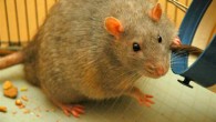Zucker Rat, a pet rat that has developed diabetes as a result of a genetic disorder that causes obesity. Image credit: Joanna Servaes / CC BY-SA 3.0.