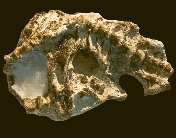 Fossil of Niassodon mfumukasi, ventral view. Image credit: Castanhinha R et al.