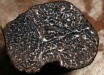 The black Périgord truffle, Tuber melanosporum.