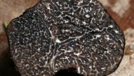 The black Périgord truffle, Tuber melanosporum.