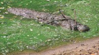 A mugger crocodile balances twigs on its nose to tempt birds collecting small branches to build nests with, at Madras Crocodile Bank, Tamil Nadu in India. Image credit: Vladimir Dinets.