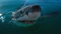The great white shark, Carcharodon carcharias. Image credit: M. Scholl / Save Our Seas Foundation.