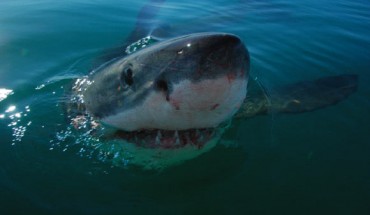 The great white shark, Carcharodon carcharias. Image credit: M. Scholl / Save Our Seas Foundation.