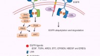 LRIG1 negatively regulates EGFR signaling. Image credit: Yang Wang et al.