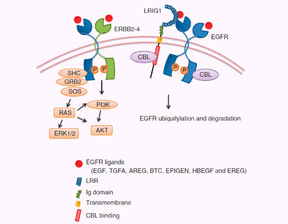LRIG1 negatively regulates EGFR signaling. Image credit: Yang Wang et al. 
