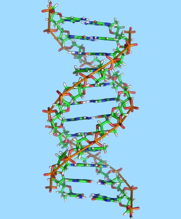 This image shows the structure a DNA molecule. Image credit: Richard Wheeler / CC BY-SA 3.0.