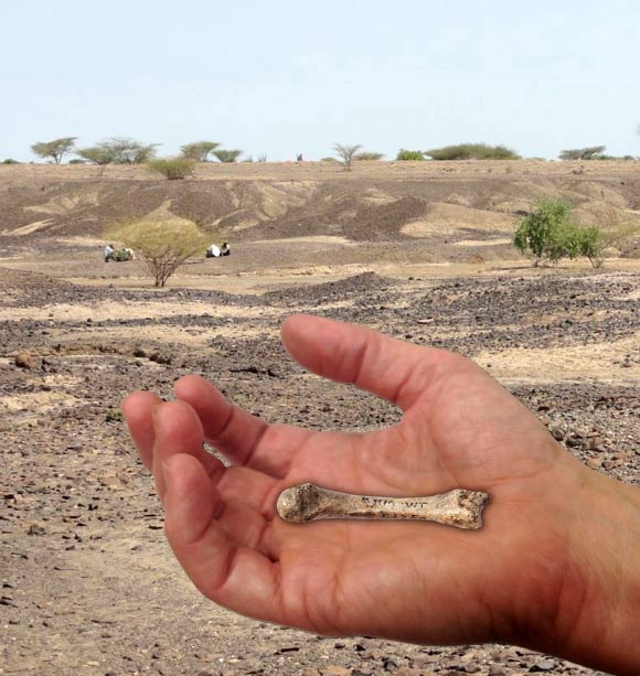This is a 1.4-million-year-old hand bone of an early Homo found at the Kaitio site in West Turkana, Kenya. Image credit: University of Missouri.