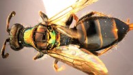 Cleptes helanshanus. Image credit: Zai-fu Xu.