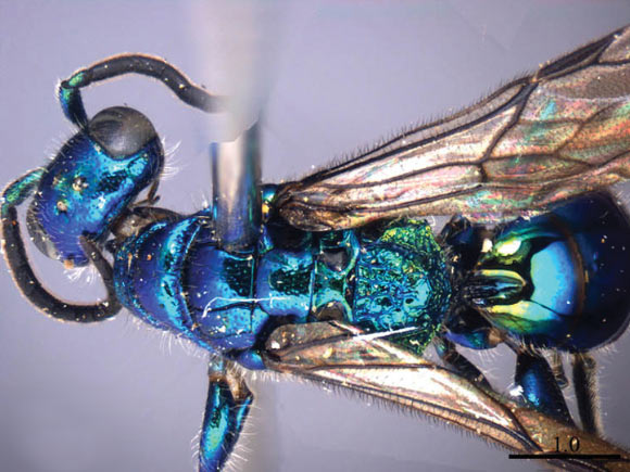 Cleptes tibetensis. Image credit: Zai-fu Xu.