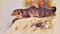 An illustration of the Scottish wildcat, Felis silvestris grampia, by A. Thorburn, 1920.