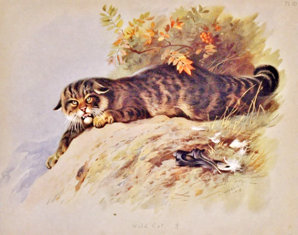 An illustration of the Scottish wildcat, Felis silvestris grampia, by A. Thorburn, 1920.