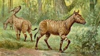 This painting shows three representatives of Hypohippus, an extinct genus of three-toed horse that lived in North America during the middle Miocene, 17 - 11 million years ago. Painting by Heinrich Harder, 1916.