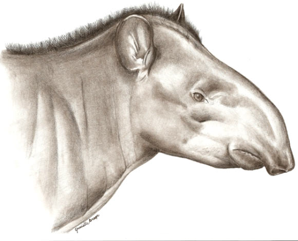 This is an artist's impression of the head of a male Tapirus kabomani. Image credit: Grazielle Braga / UFMG.