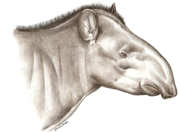 This is an artist's impression of the head of a female Tapirus kabomani. Image credit: Grazielle Braga / UFMG.