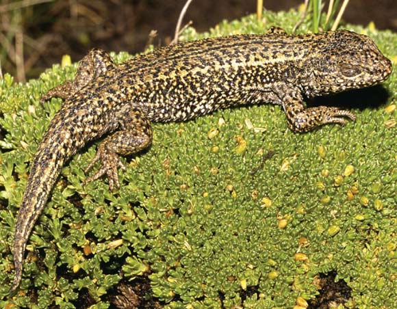 Liolaemus chavin. Image credit: Aguilar C et al.