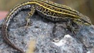 Liolaemus wari. Image credit: Aguilar C et al.