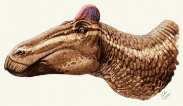 Edmontosaurus regalis. Image credit: Julius Csotonyi / Current Biology.