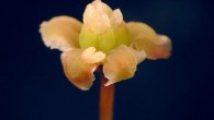 Female flower of Amborella trichopoda. Image credit: Sangtae Kim.