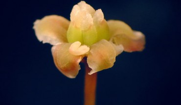 Female flower of Amborella trichopoda. Image credit: Sangtae Kim.