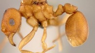 Cyatta abscondita. Image credit: Jeffrey Sosa-Calvo / Smithsonian.