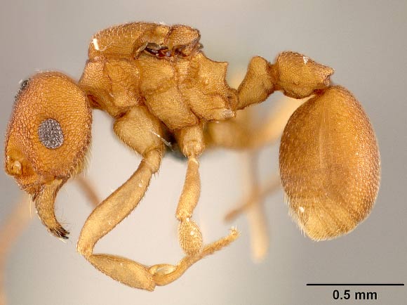 Cyatta abscondita. Image credit: Jeffrey Sosa-Calvo / Smithsonian.