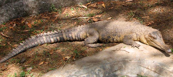 African slender-snouted crocodile. Image credit: Leyo / CC BY-SA 2.5 CH.