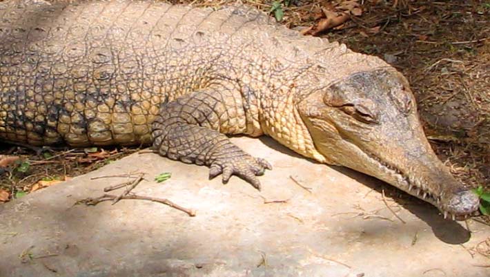 African SlenderSnouted Crocodile Actually Two Species Sci.News