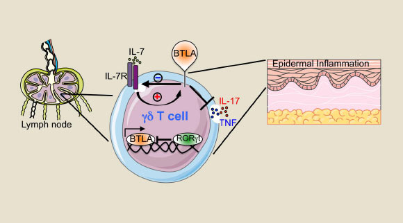 Sanford-Burnham Medical Research Institute researchers found that retinoid-related orphan receptor gamma-t (RORγt) and interleukin-7 (IL-7) influence gamma-delta T-cell homeostasis and function by regulating expression of the inhibitory receptor, B and T lymphocyte attenuator (BTLA). Image credit: Bekiaris V et al