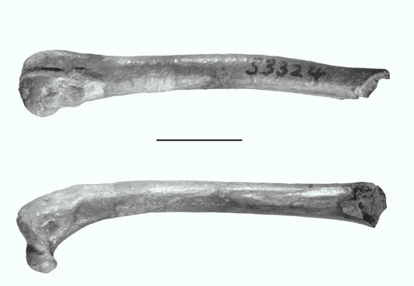 Right femur of the newly discovered kiwi-like bird Proapteryx micromeros. Image credit: Worthy TH et al.