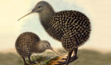 The Great spotted kiwi, Apteryx haastii: a male with a juvenile. Artwork by John Gerrard Keulemans, 1876.