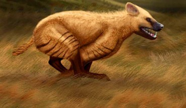 Life reconstruction of a pair of Chasmaporthetes gangsriensis. Image credit: Julie Selan.