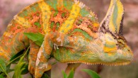 The veiled chameleon, Chamaeleo calyptratus. Image credit: Russell Ligon.